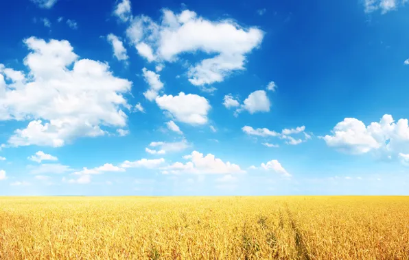 Wheat, field, summer, clouds, blue, plain, horizon, ears