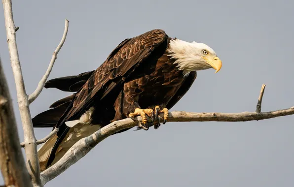 Branches, pose, background, tree, bird, bald eagle