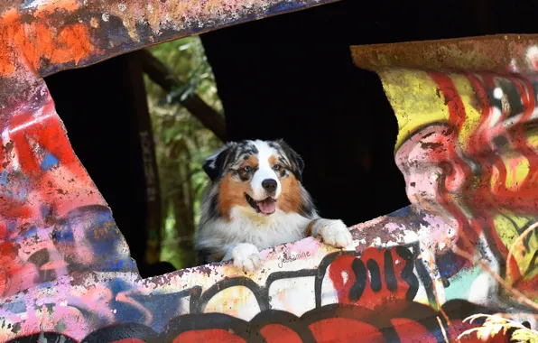 Look, pose, labels, wall, graffiti, dog, hole, paws