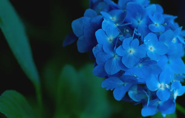 Leaves, flowers, the dark background, petals, blur, flowering, blue, inflorescence