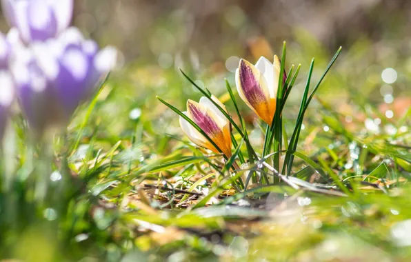 Wallpaper yellow, flowers, light, crocuses, glade, bokeh, greens, glare