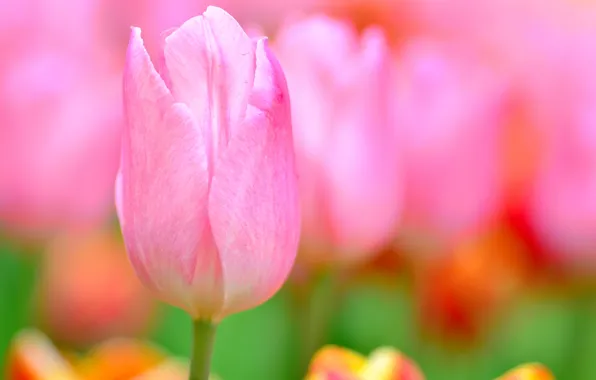 Macro, nature, Tulip, petals