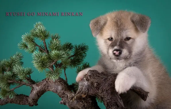 Picture trees, bonsai, puppy, beige, Japanese Akita