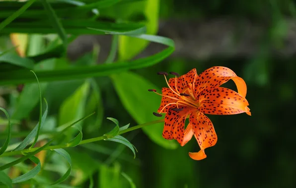 Lily, orange, speckled, on a green background