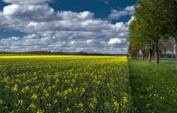 Picture field, the sky, grass, clouds, trees, flowers, rape