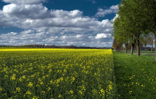 Field, the sky, grass, clouds, trees, flowers, rape