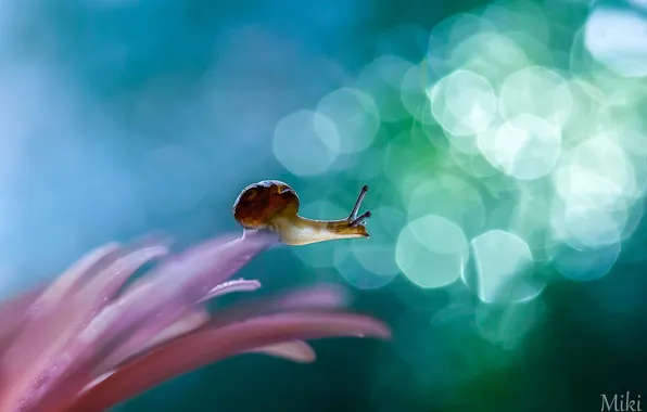 Picture flower, macro, snail, insect, photo by Miki