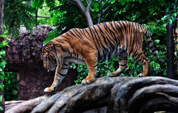 Strips, tiger, predator, profile, walk, wild cat