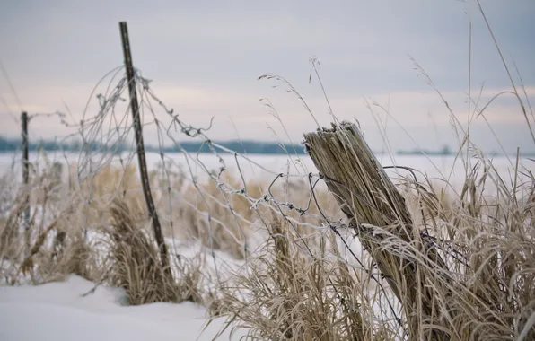 Winter, field, the fence