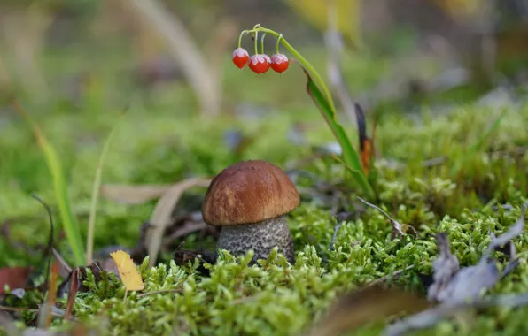 Picture mushroom, moss, Borovik, burly