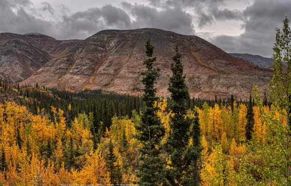 Autumn, forest, clouds, trees, mountains, Canada, panorama, Banff