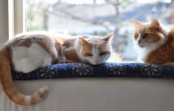 Cat, cat, look, light, window