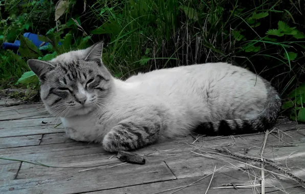Grass, cat, Siamese