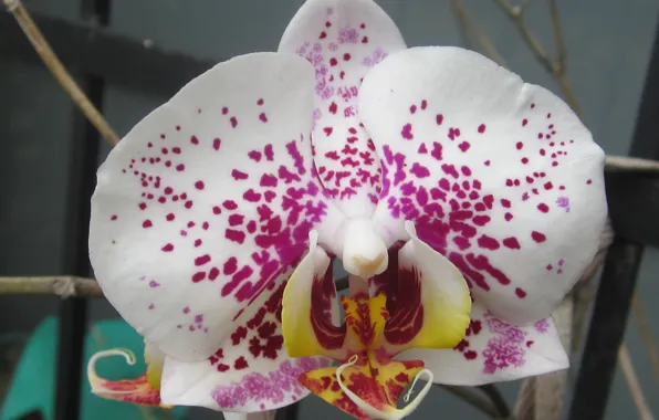 Flower, macro, orchid, phalaenopsis
