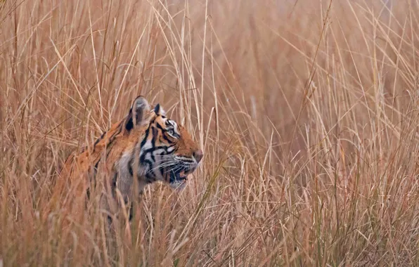 Picture cat, grass, predator, India, Bengal tiger, Ranthambore