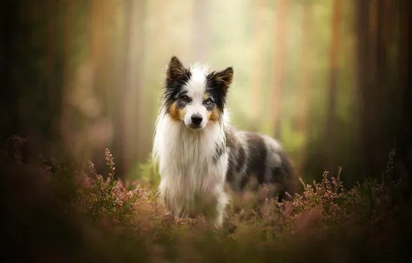 Picture dog, lavender, bokeh