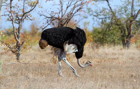 Picture field, trees, pose, bird, walk, ostrich
