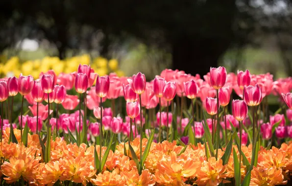 Picture light, flowers, orange, spring, garden, tulips, pink, buds