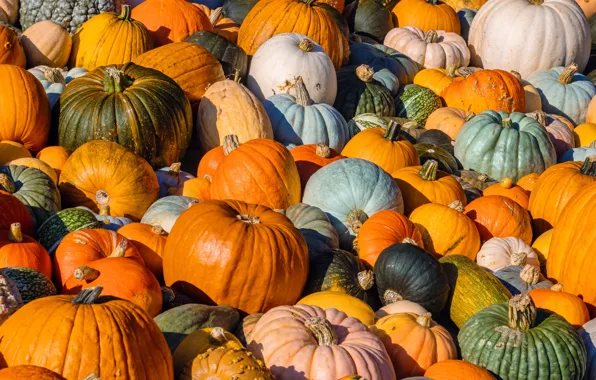 Pumpkin, A lot, Colorful, Food photos