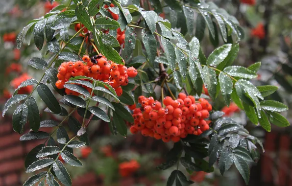 Picture autumn, drops, macro, berries, rain, branch, Rowan