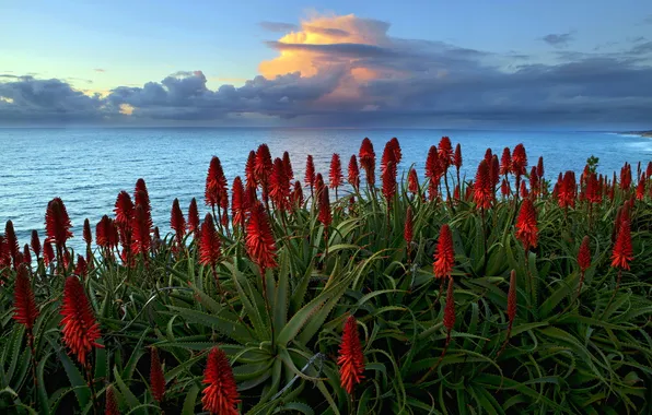 Sea, landscape, flowers, nature