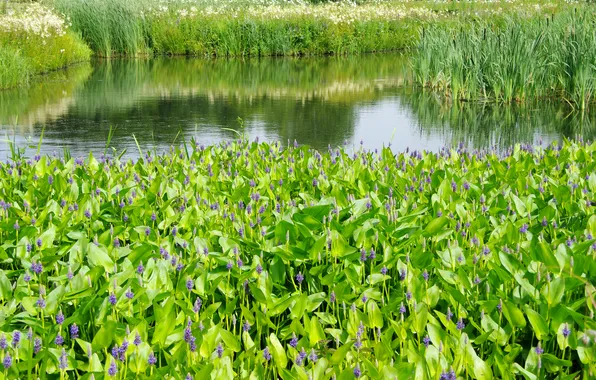 Picture greens, summer, grass, pond, the reeds, garden, Netherlands, Lupin