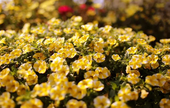 Picture flowers, yellow, flowering, purslane