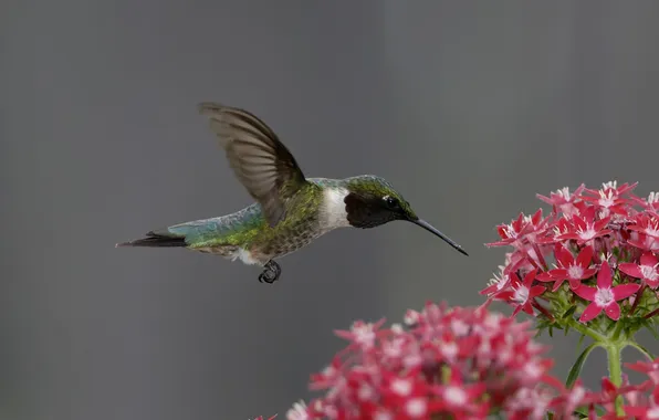 Flowers, bird, Hummingbird, pink
