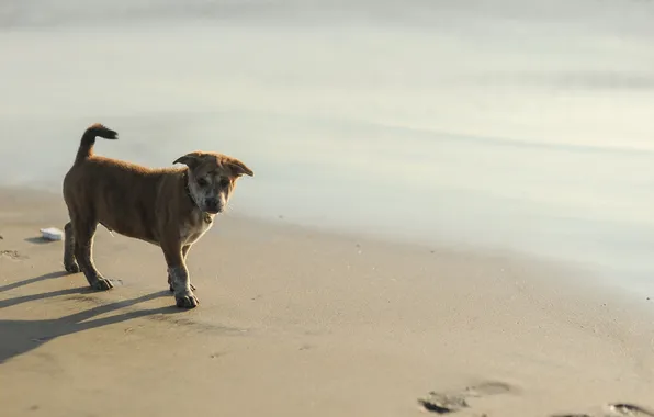 Picture beach, dog, puppy