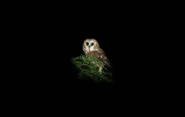 Owl, bird, black background, eyed, owl, owl, pine branches