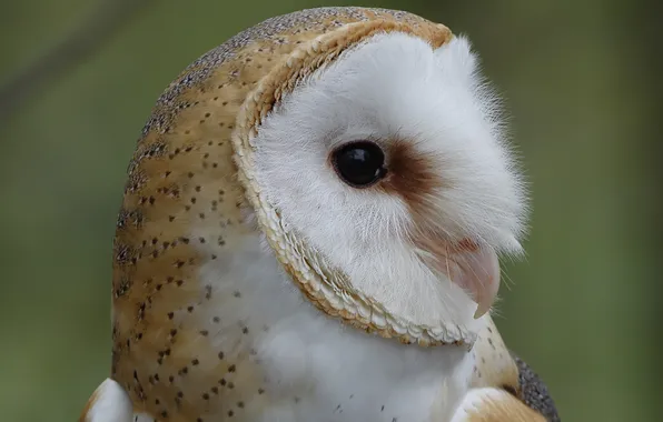Owl, bird, head, profile, tail