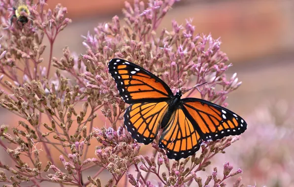 Macro, butterfly, The monarch