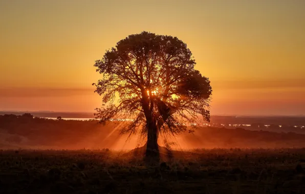 Tree, Morning, Light