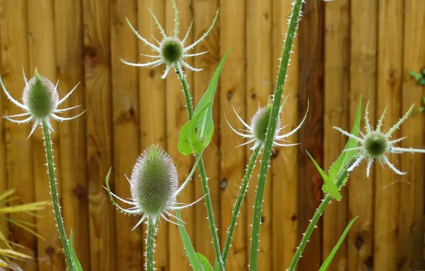 Flower, the fence, plant, stem, yard