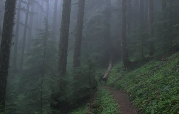 Forest, trees, nature, fog, path