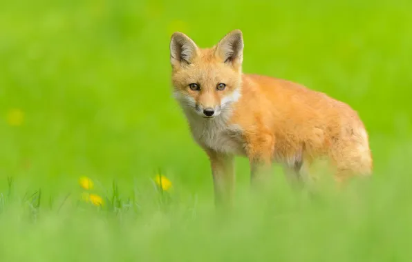 Greens, look, background, red, Fox, Fox