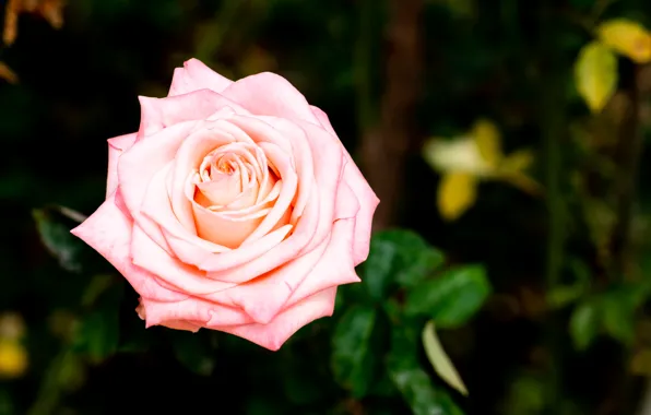 Picture macro, branches, roses, the bushes