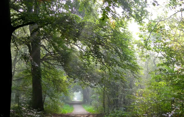 October, Trees, Track, October, Autumn, Morning, Nature, Trees