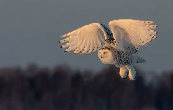 The sky, look, flight, nature, owl, bird, wings, white