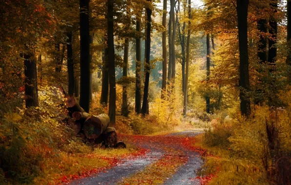 Picture road, autumn, forest
