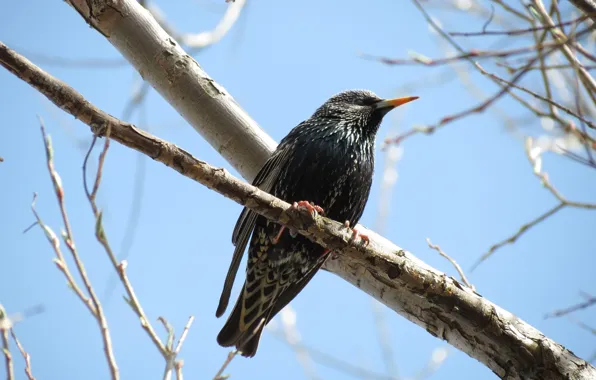 Bird, spring, Starling