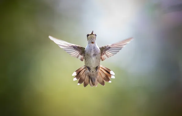 Background, bird, wings