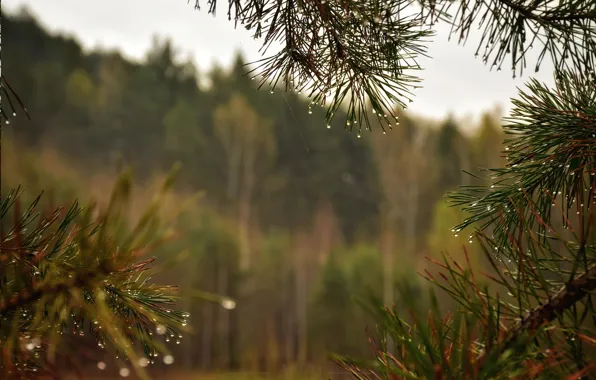 Forest, Russia, needles, Sverdlovsk oblast, Krasnoufimsky district