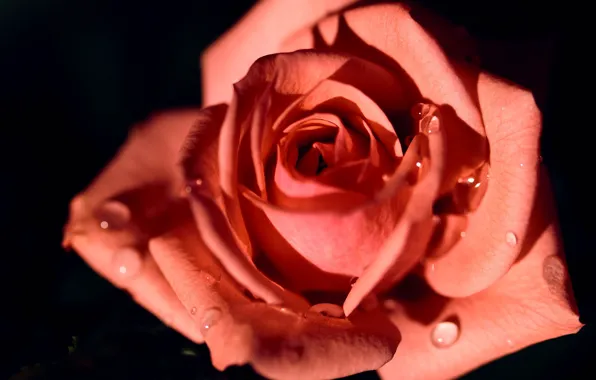 Picture drops, macro, rose, petals, Bud, the dark background