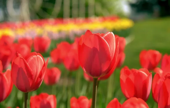 Light, flowers, glade, spring, garden, tulips, red, buds