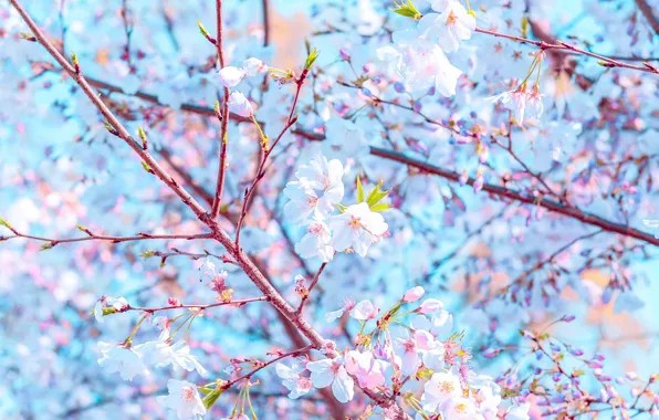 Flowers, branches, spring, flowering