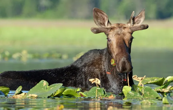 Picture leaves, water, moose