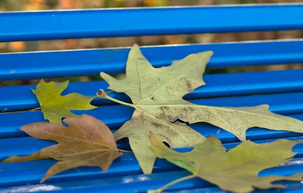 Autumn, leaves, Park, bench
