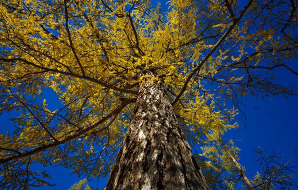 The sky, trees, trunk