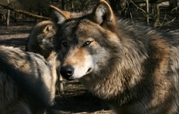 Pack, wolves, Gray Wolf